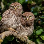 Gemeinsam für den Steinkauz: Landesbund für Vogelschutz e.V. (LBV), Landschaftspflegeverband Bad Kissingen e.V. (LPV) und Streuobstwiesenbesitzer